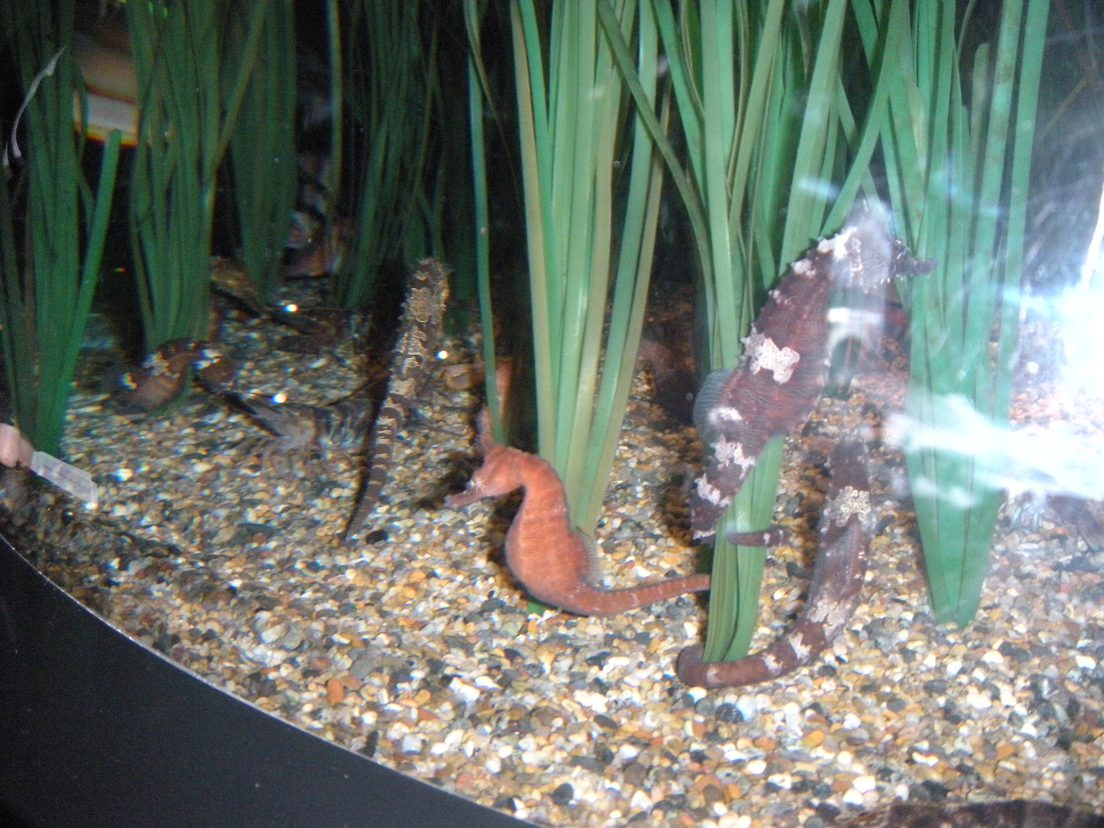 Aquarium trip picture